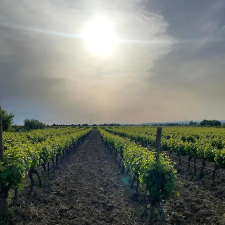 Au Coeur Des Vignes, Pres Du Canal Du Midi 公寓 卡佩斯唐
